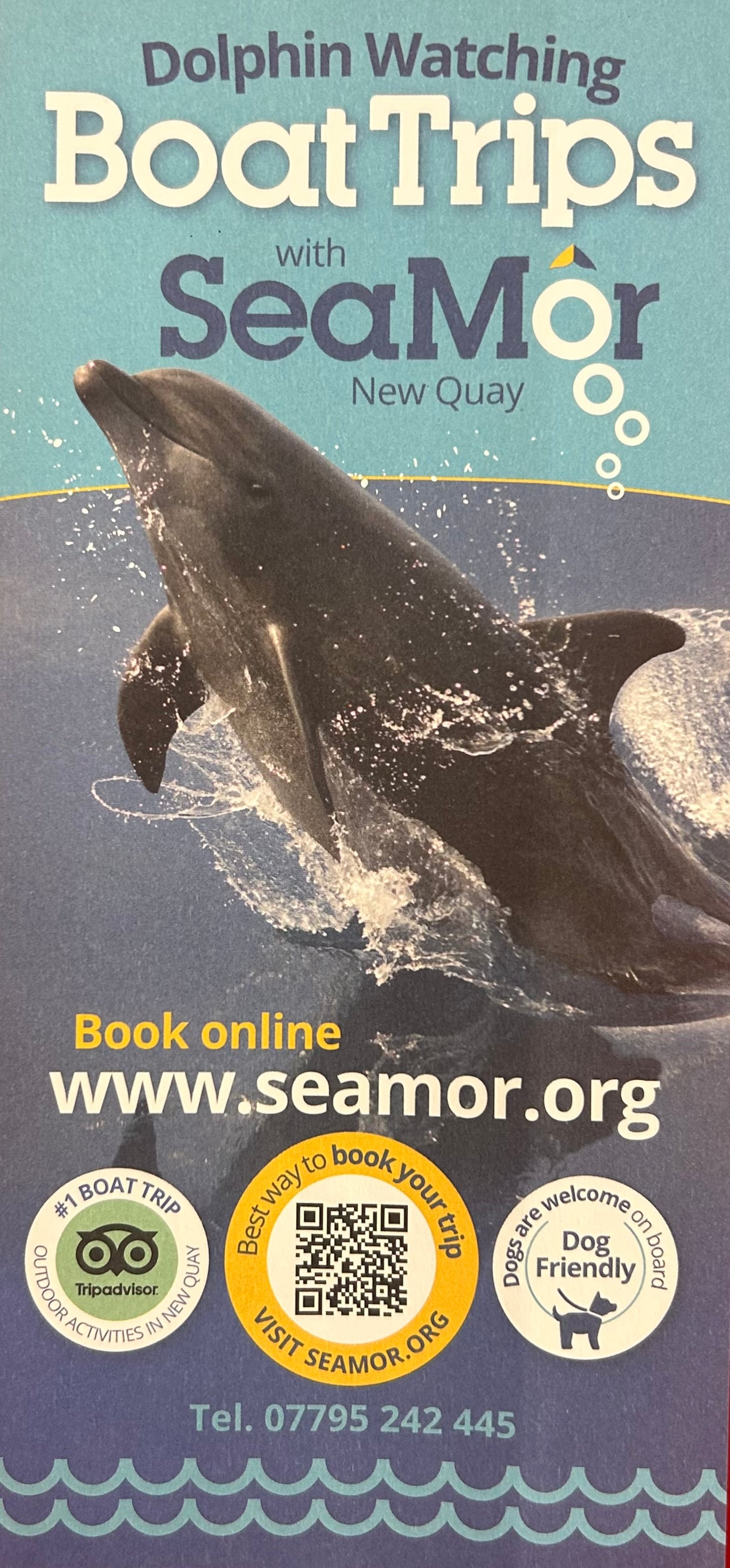 Seamor Dolphin Watching 2023