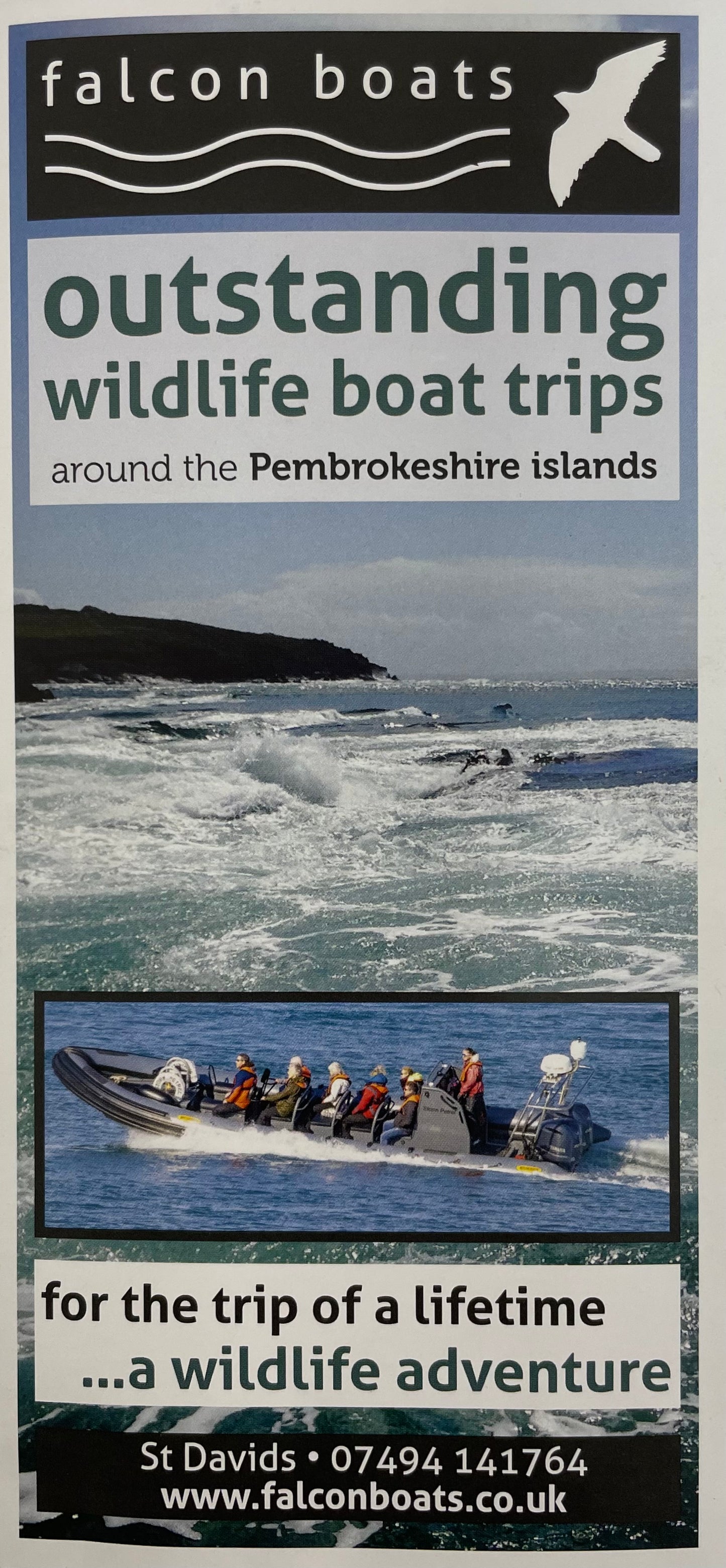 Falcon Boats 2023 - Outstanding Wildlife Boat Trips