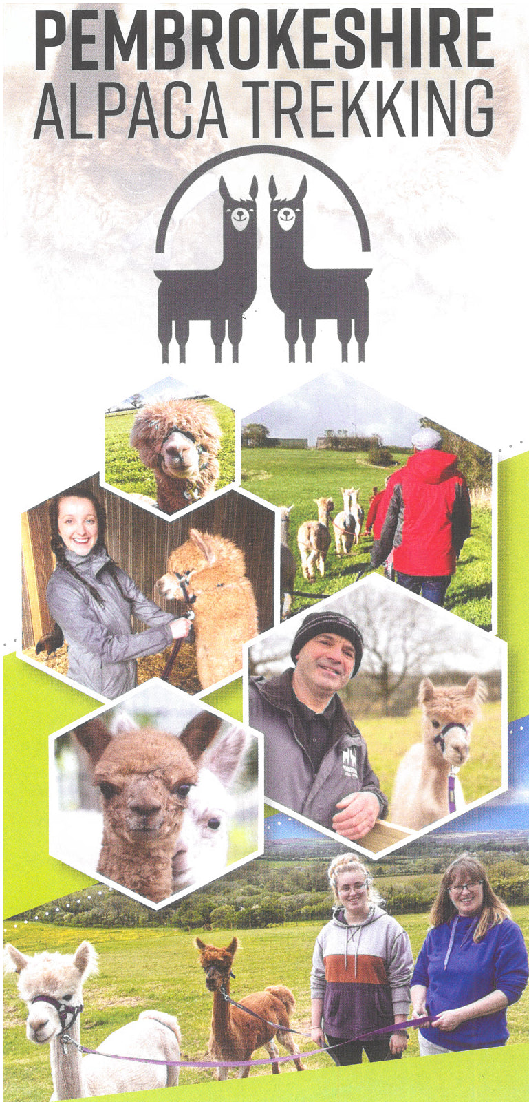 Pembrokeshie Alpaca Trekking