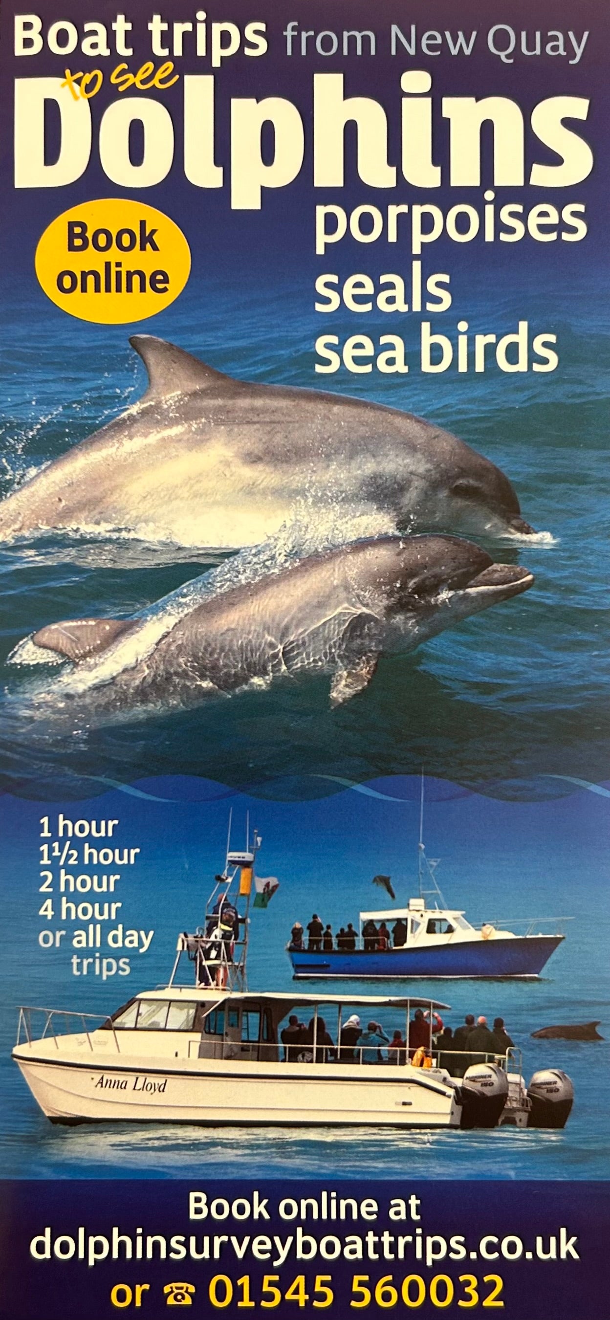 Dolphin Survey Boat Trips 2024