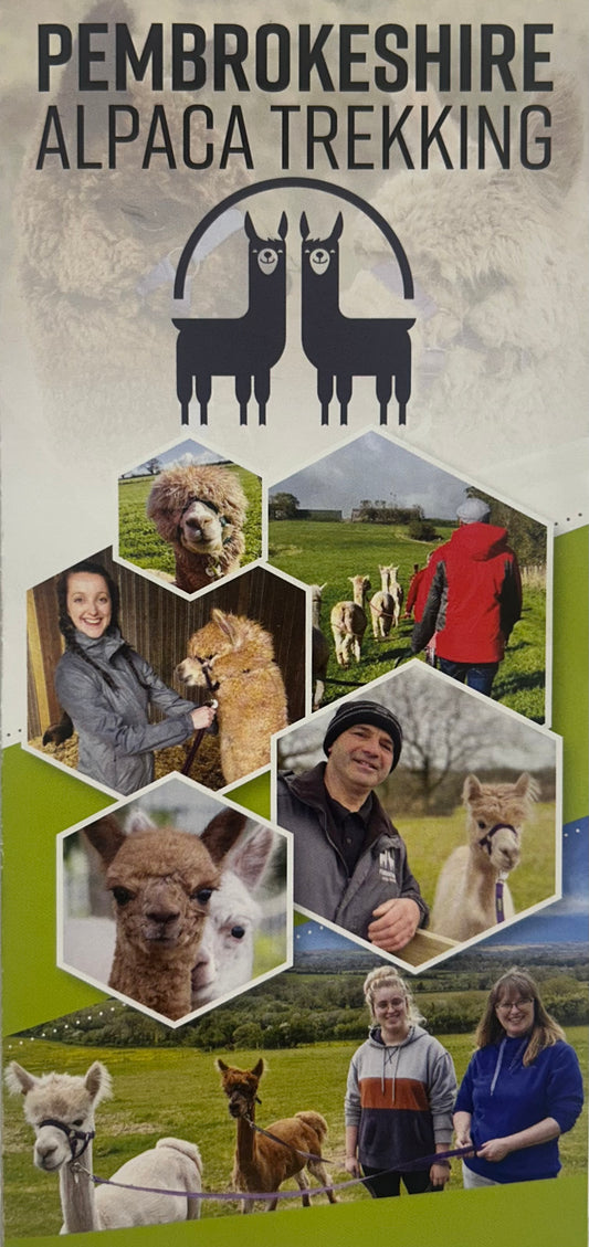 Pembrokeshire Alpaca Trekking 2024